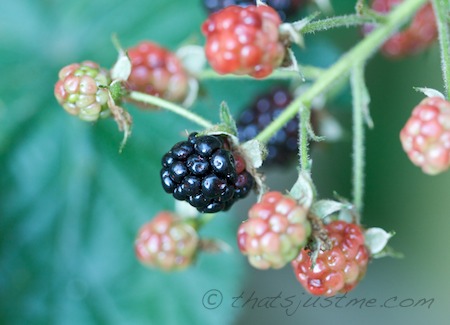 blackberries on backyard bush