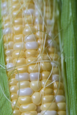 corn on the cob fresh from the CSA farm