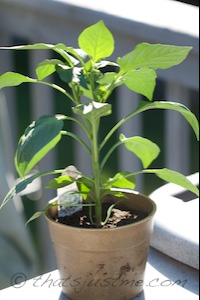 green pepper plant