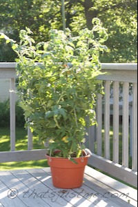Tomato plant on our deck