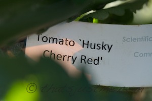 green cherry tomatoes