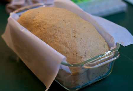 final proofing of whole wheat rosemary bread dough