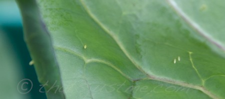 close up of tiny cabbage worm egg larva