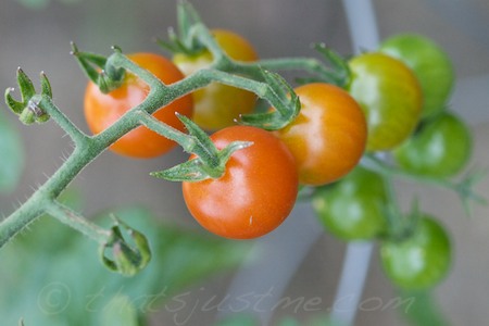 cherry tomatoes ripening on the vine