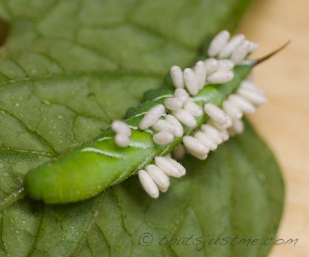 hornworm with wasp parasite cocoons attached